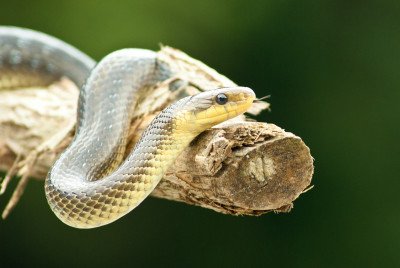 Äskulapnatter, Passau, Donautal