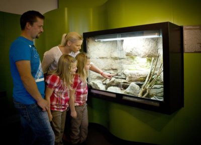 Terrarium Smaragdeidechse