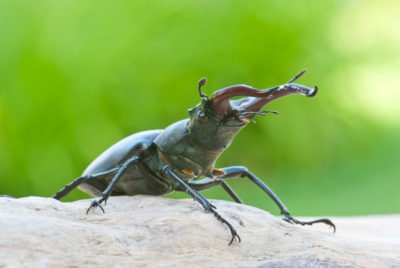 Hirschkäfer, Lucanus cervus, Passau, Donautal, Donauleiten