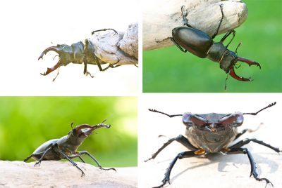 Hirschkäfer, Lucanus cervus