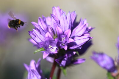 Knäulglockenblume mit Hummel IMG_7574