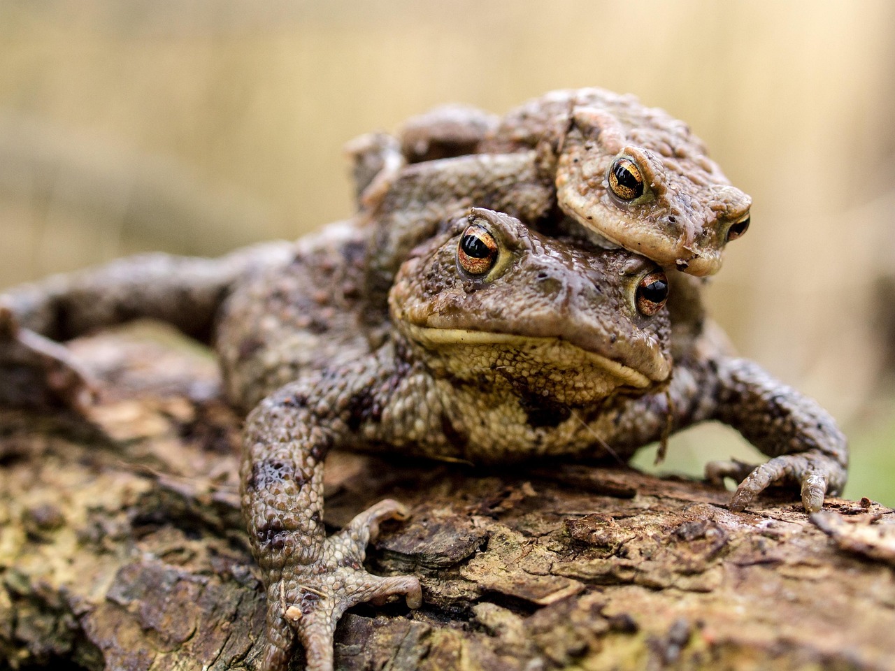 erdkroetenpaar_homepage